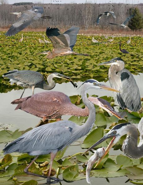Great Heron collage